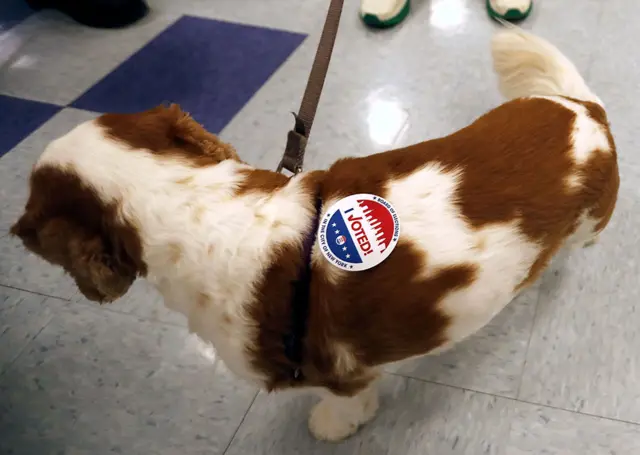 A dog wears a voting sticker after his owner voted at Public School 452 in New York, New York, USA, on 8 November 2022