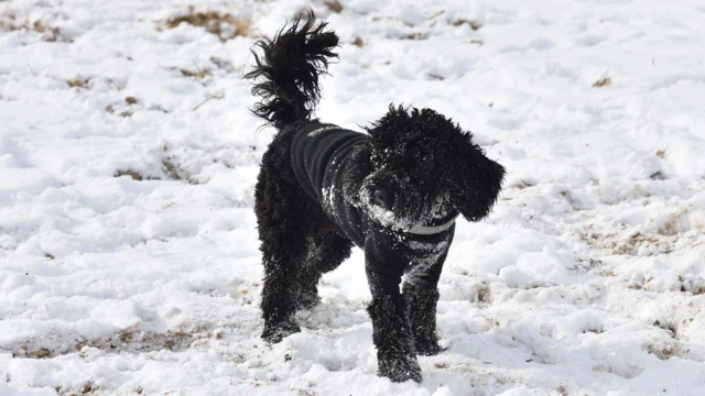 A dog playing in the snow