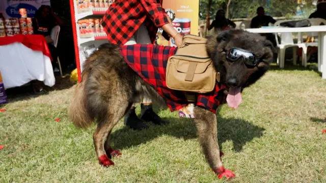 Dog dressed up