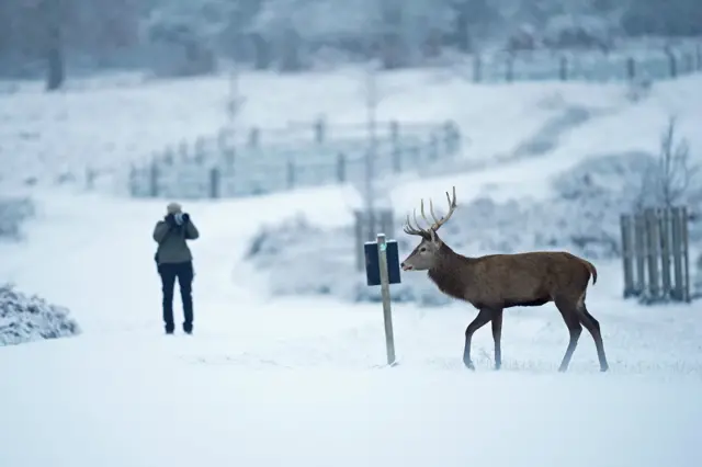 A photographer takes a picture of a stag deer in Richmond Park, London
