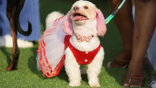 Dog dressed up