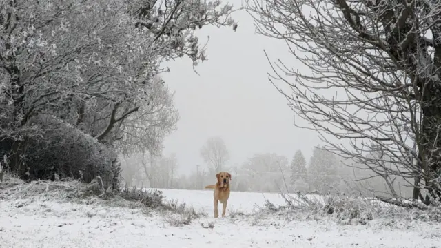 Dog in snowy weather in Mollington, Oxfordshire.