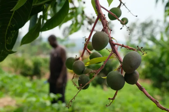 A mango tree in Rwanda.