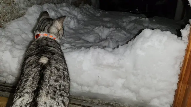 Cat looking at snow