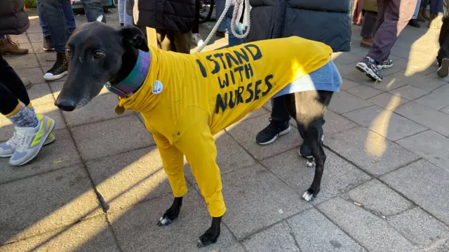 Lenny the 5-year-old rescue greyhound wearing an 'I Stand With Nurses' jumper on the picket line outside outside Bristol Royal Infirmary, Bristol