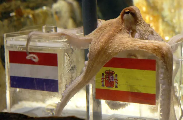 Paul the Octopus