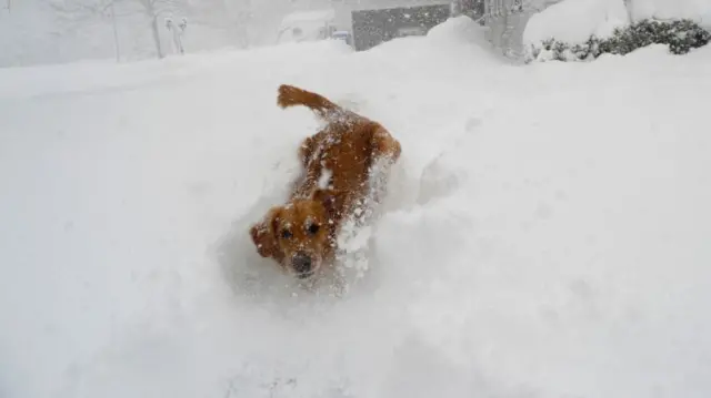 A dog plays in the snow in New York