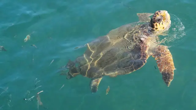 A sea turtle is seen in a river