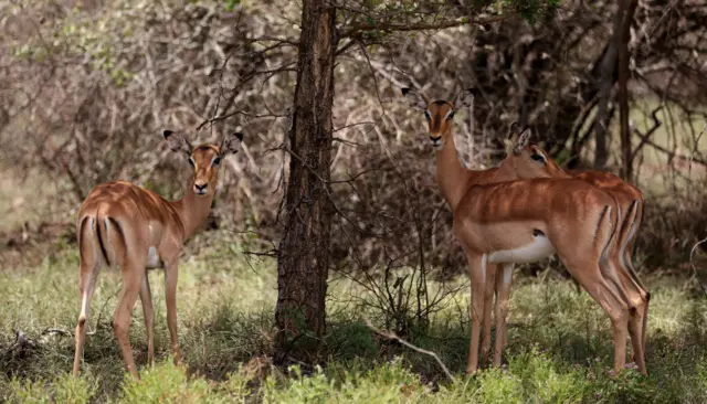 Impala