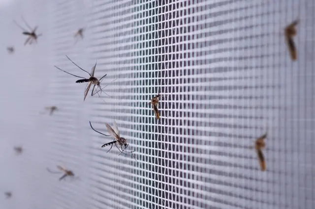 Mosquitoes on a wire mesh