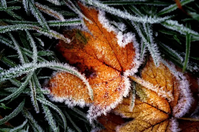 Ice crystals on a frozen leaf during frosty weather in Primrose Hill, London