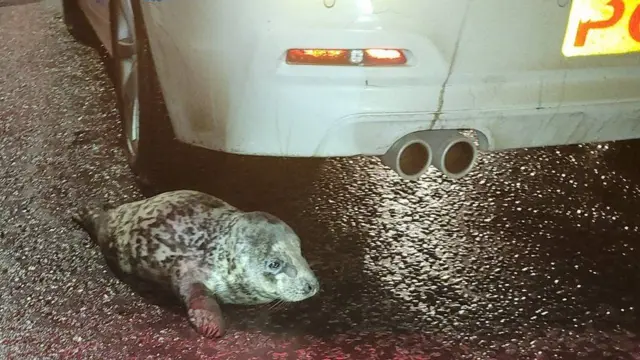 Seal beneath a car in Grimsby town centre