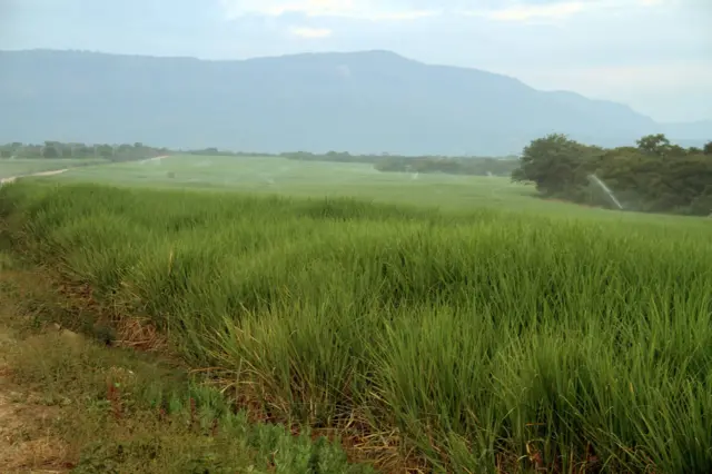 A sugar cane farm in Ethiopia