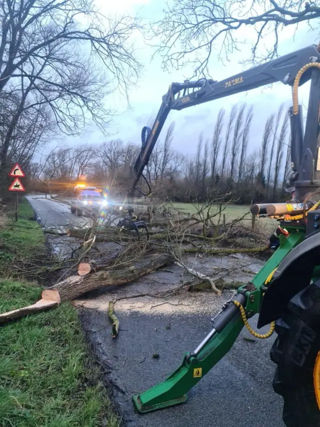 A fallen tree