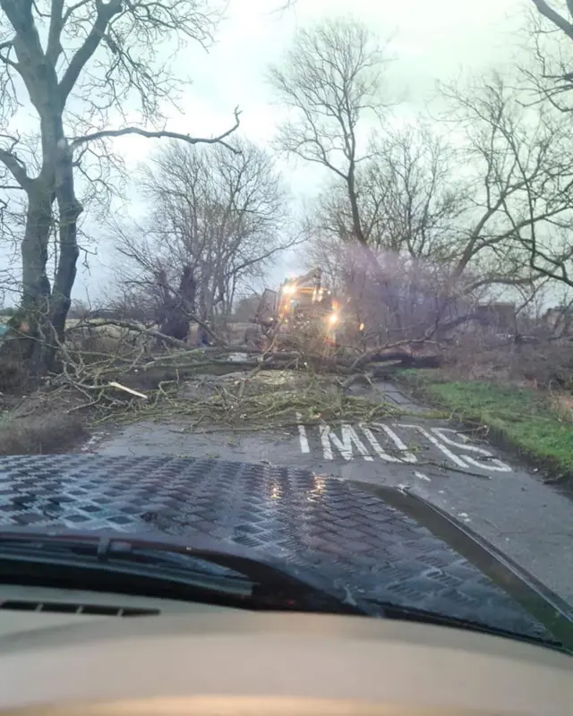 A fallen tree