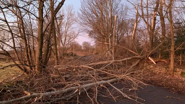 Trees in Aberdeenshire fell overnight last month during Storm Corrie