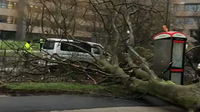 tree on road at Birmingham University