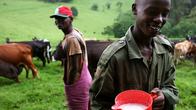 A man with milk from cows recently milked in eastern DR Congo