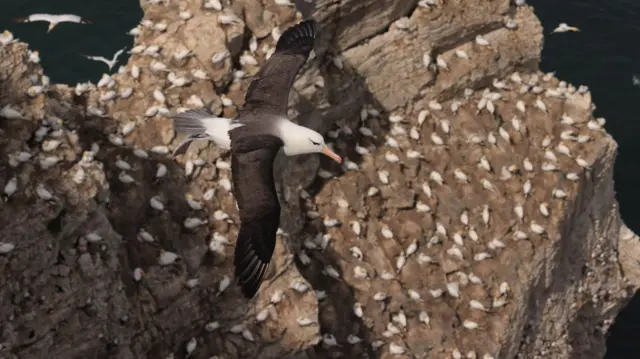 RSPB Bempton Cliffs gannet colony and black-browed albatross