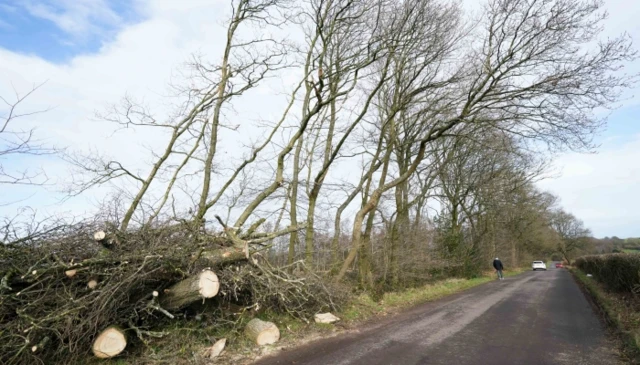 Fallen trees on a road.