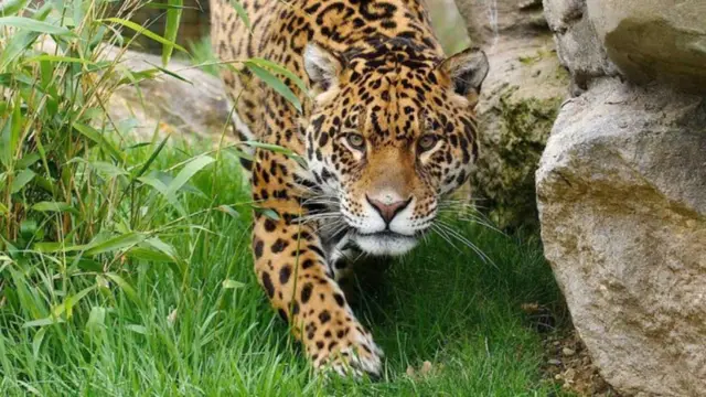 Jaguar