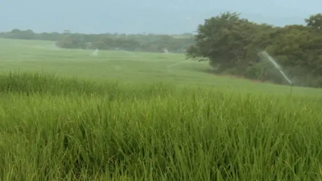 A sugar cane farm in Ethiopia