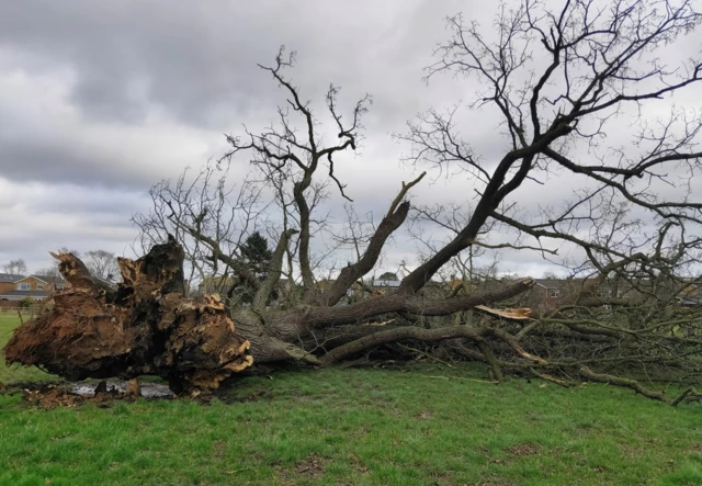 Fallen tree in a field