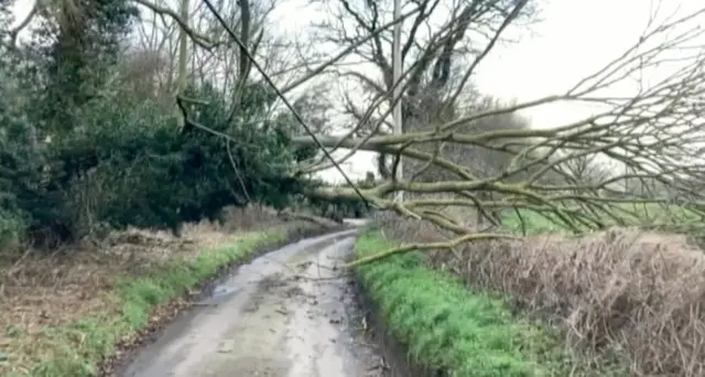 Tree fallen on power cables