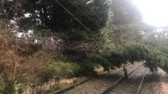 Tree on lines at Keighley.