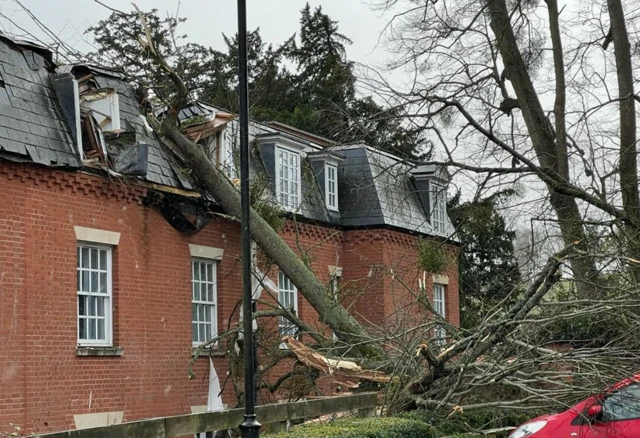 Tree on roof of hotel