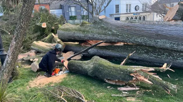 Large tree down in Bude, Cornwall