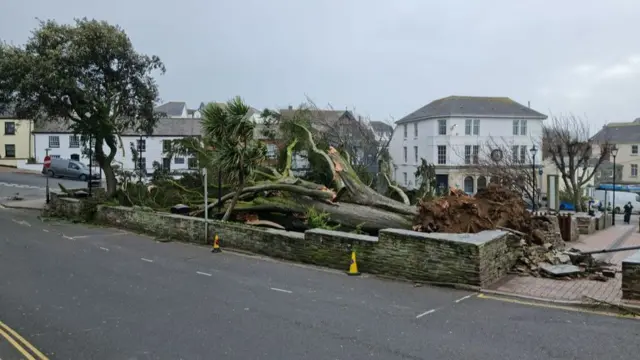 Large tree down in Bude, Cornwall