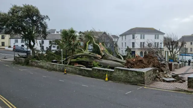 Bude fallen tree