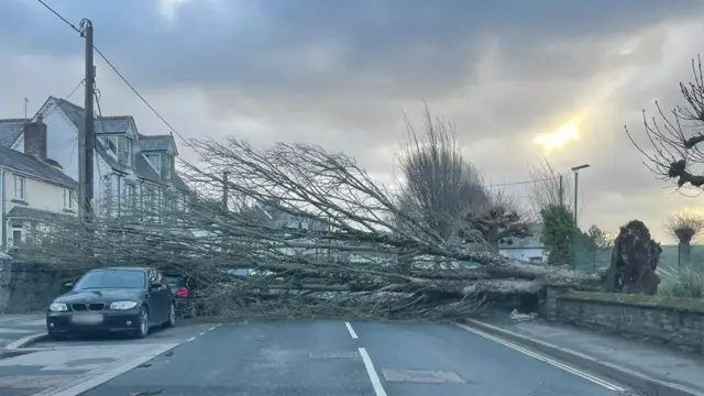 A tree fell on Egloshayle Road in Wadebridge. Although the town is not quite on the north Cornwall coast, it is in the area of Met Office's red weather warning for wind