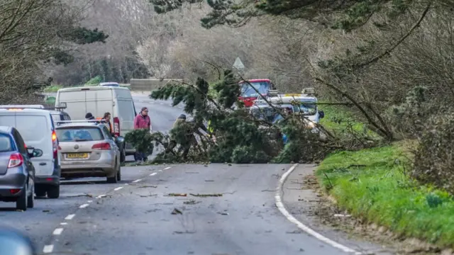 A fallen tree blocks traffic on a road