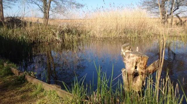 Strumpshaw Fen, Norfolk