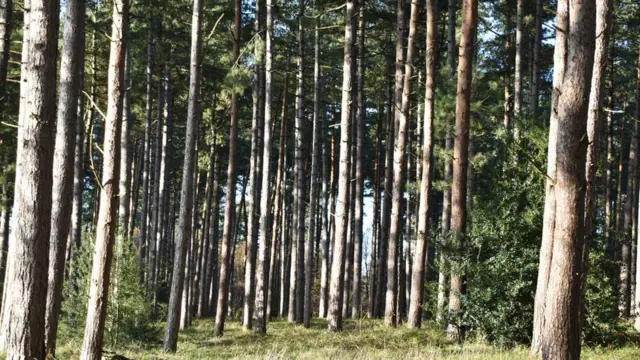 West Stow Country Park