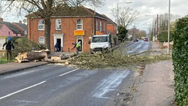 Tree across road in Little Clacton