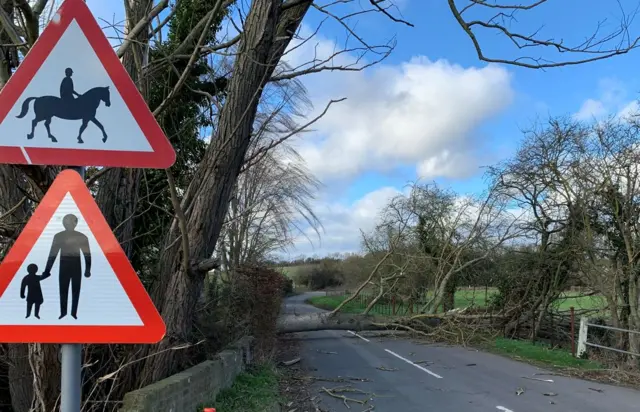 Tree across Wix Road, Ramsey