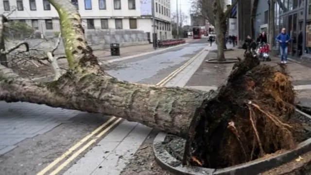 Fallen tree