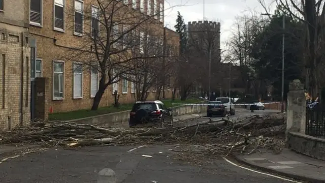 The fallen tree in Ipswich