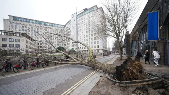 A fallen tree near Waterloo in London