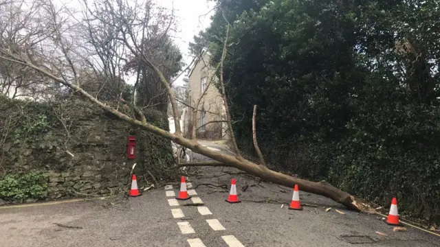 Tree down on Morresk Road, Truro