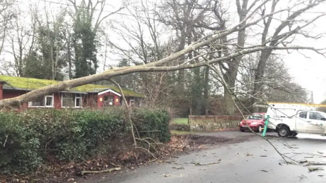 Tree fallen in the street