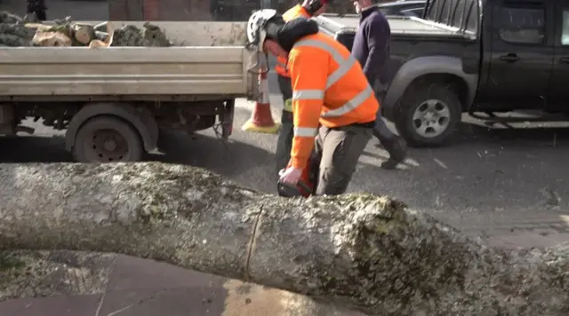 Tree surgeon cuts up fallen tree