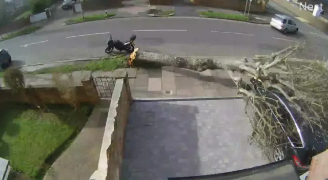 Tree falls on parked car during Storm Eunice captured by CCTV