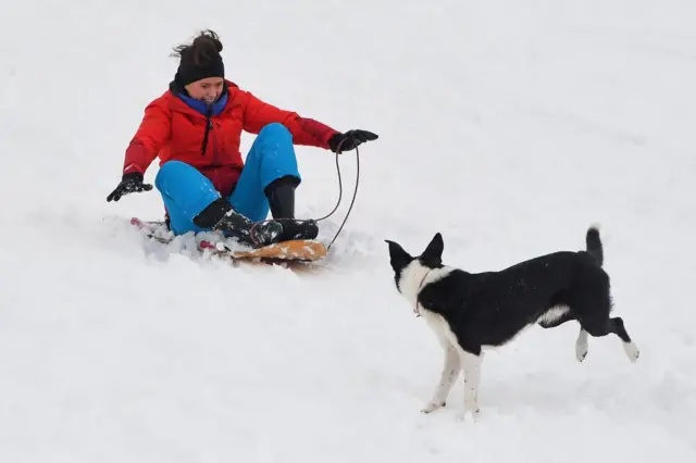 A person sledges down a snowy bank as a black and white dog jumps in front of them