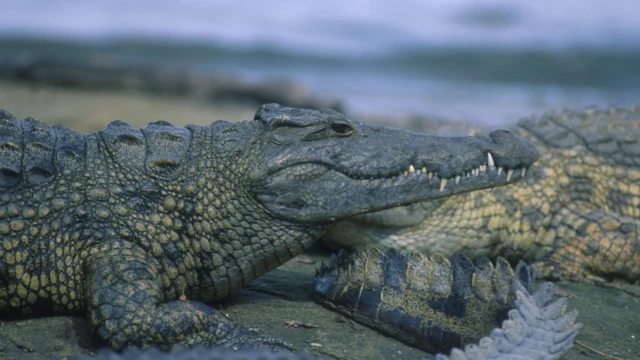 Crocodiles on the Shire River
