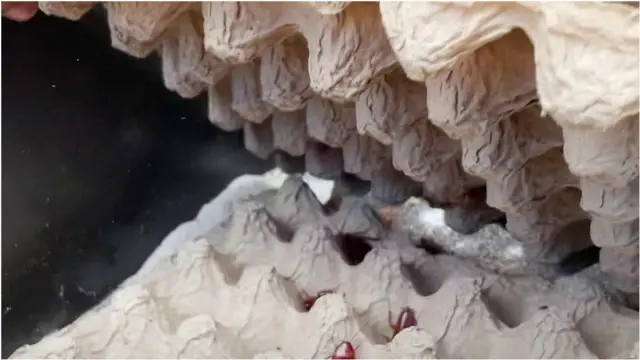 Breeding cockroaches