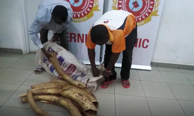 Ivory trafficking is common in Mozambique